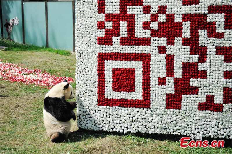 Photo prise le 19 mai 2014, montrant le panda géant Sijia à c?té d'un code QR à deux dimensions composé de plus de 20 000 fleurs dans le Yunnan Safari Park, situé dans la Province du Yunnan en Chine du Sud. Le visiteur peut scanner le code pour obtenir des messages et des informations sur le parc. [Photo/China News Service].