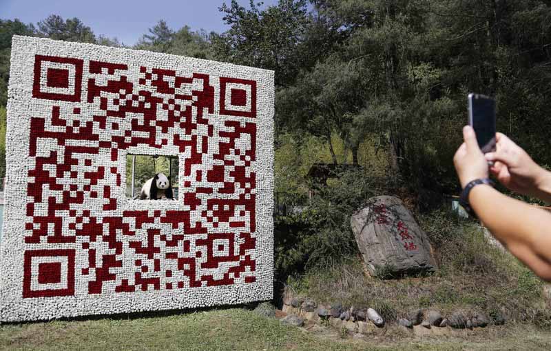 Un visiteur prend une photo d'un code QR à deux dimensions géant, constitué de plus de 20 000 fleurs et dans lequel on aper?oit le panda géant Sijia, au Yunnan Safari Park dans la Province du Yunnan en Chine du Sud, le 19 mai 2014. [Photo/China News Service].