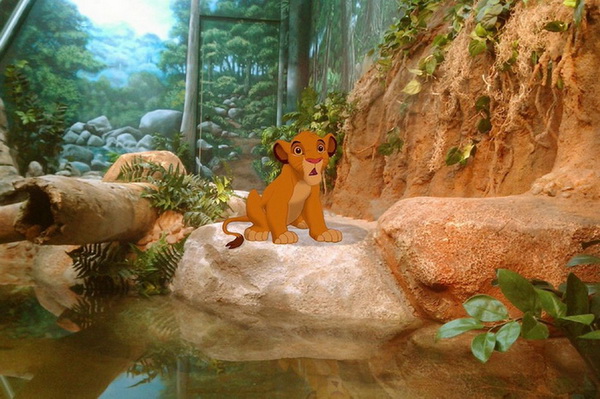 Simba n'est plus le roi de la forêt