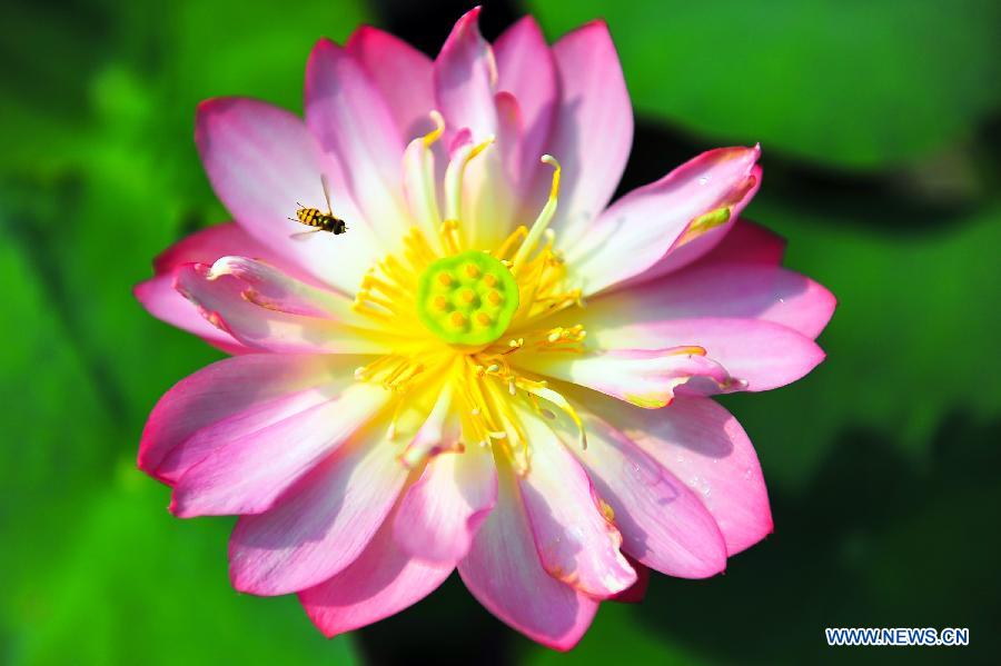 Des lotus s'épanouissent à Jinan 