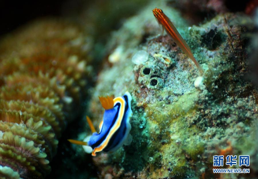 PHOTOS - Journée mondiale des océans