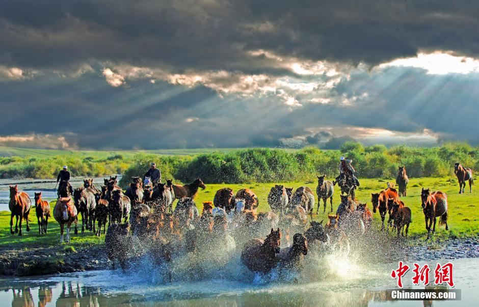 Xinjiang : paturage de milliers des chevaux de Yili 