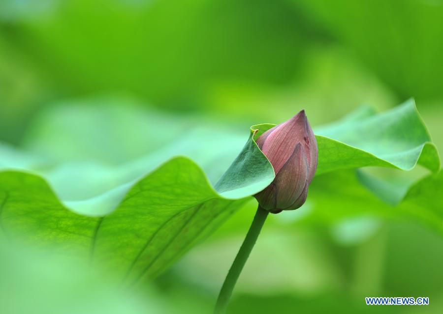 Des lotus s'épanouissent à Guilin  
