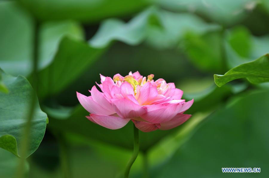 Des lotus s'épanouissent à Guilin  