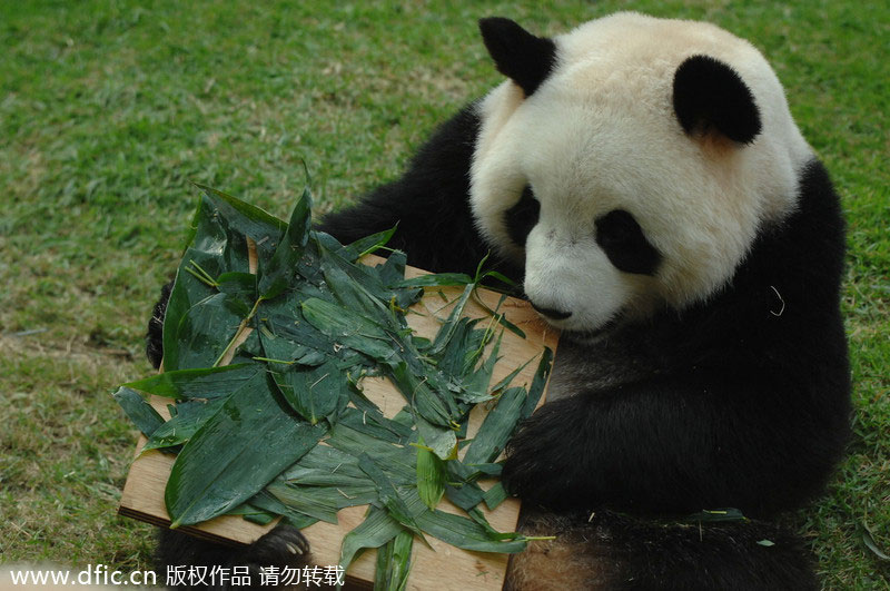 Photo prise le 26 juillet 2011 montrant le jeune panda Xinxin agé de trois ans, fêtant son anniversaire à Macao. [Photo/IC]