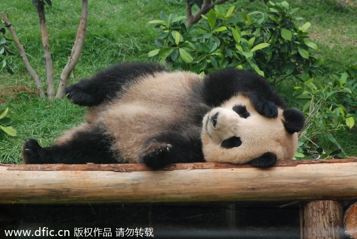 Photo d'archive du panda Xinxin [Photo/IC]