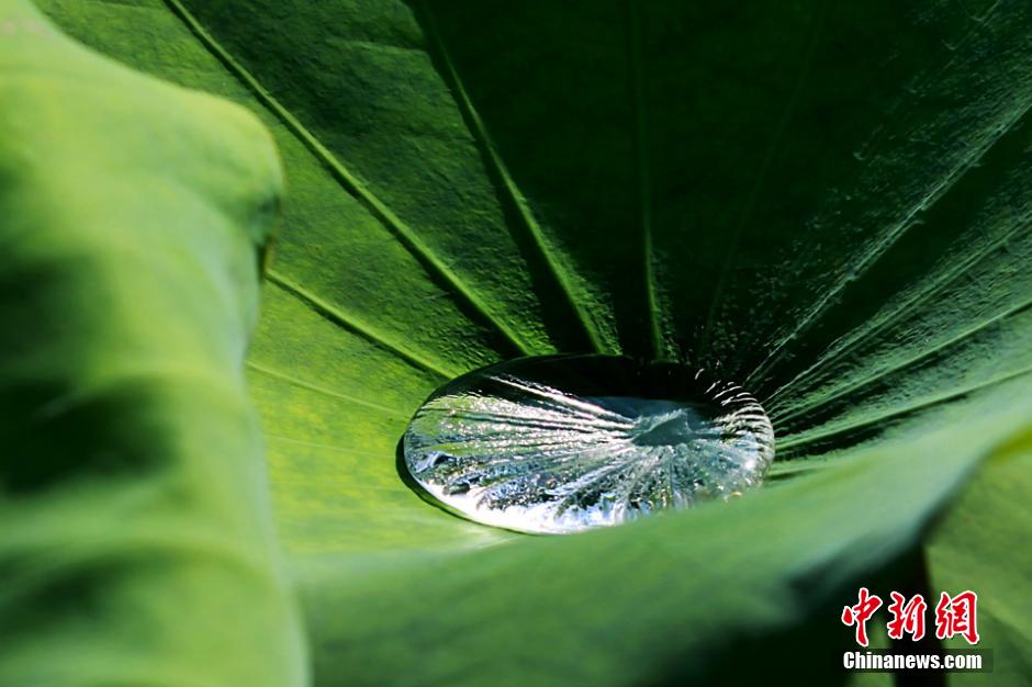 Chine: Des fleurs de lotus s'épanouissent dans le Guangxi