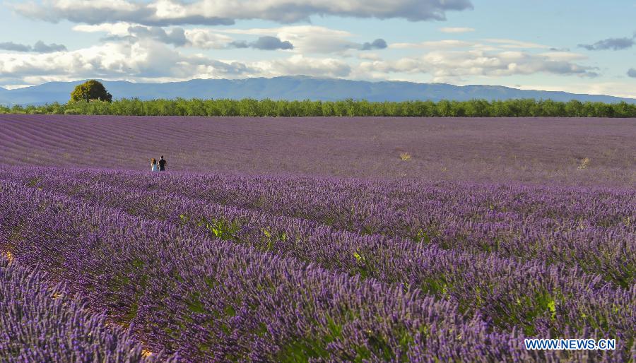 EN IMAGES: Champs de lavande en Provence