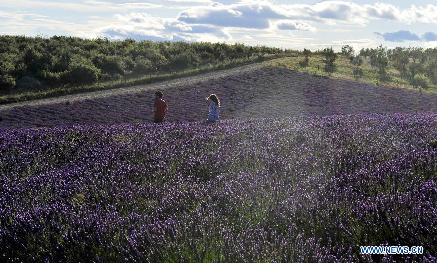 EN IMAGES: Champs de lavande en Provence