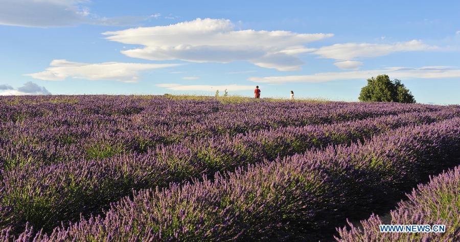 EN IMAGES: Champs de lavande en Provence