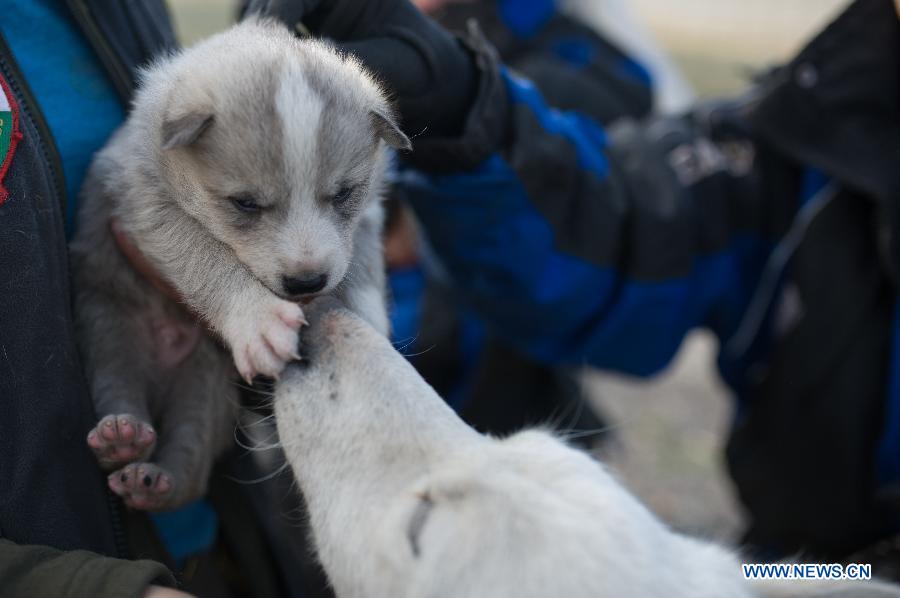 Photos : le Svalbard dans l'Arctique 