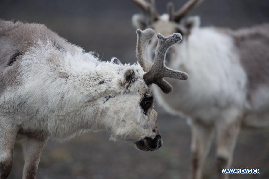 Photos : le Svalbard dans l'Arctique 