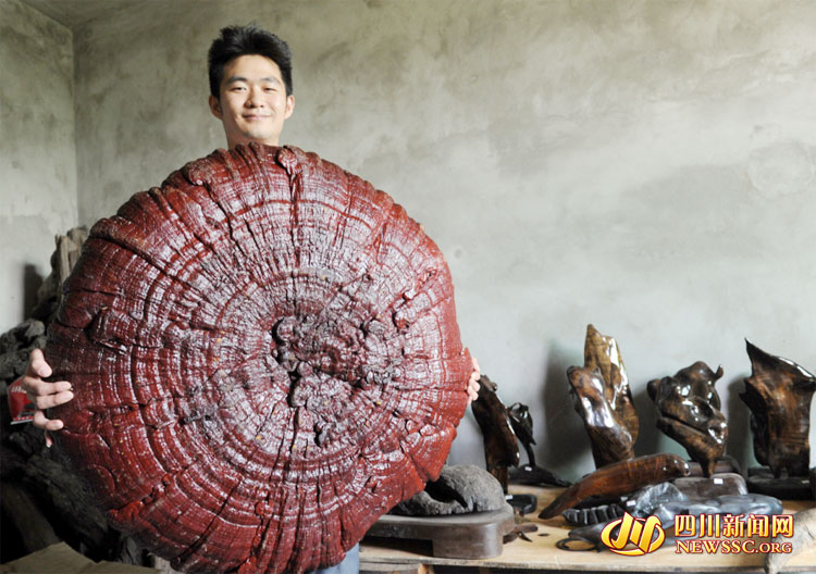 Un Ganoderma Lucidum géant appara?t dans le Sichuan