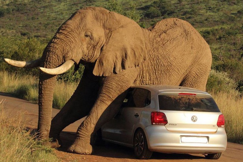 Quand un éléphant se frotte à une voiture