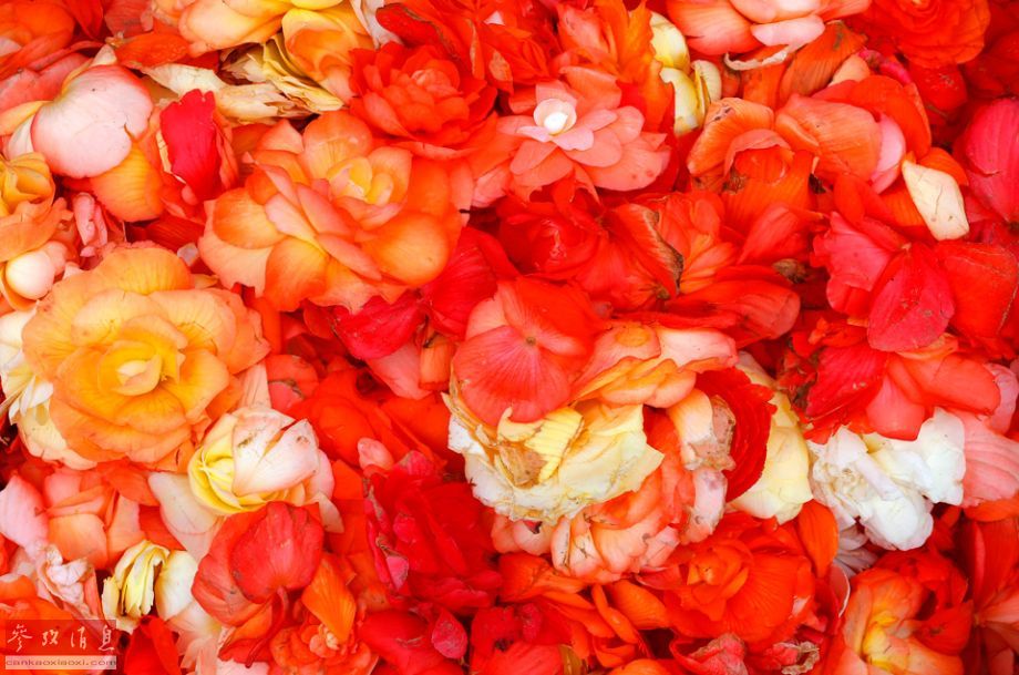 Le 19e tapis de fleurs de Bruxelles