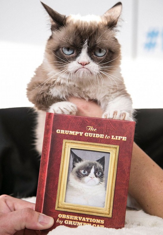 Le grincheux Grumpy Cat, nouvelle star du Net