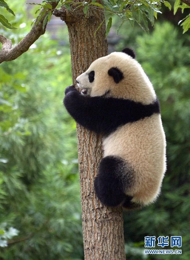 Washington fête le premier anniversaire du petit Bao Bao