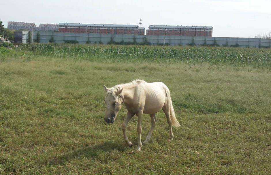 Shilin a acheté un poney à sa fille.