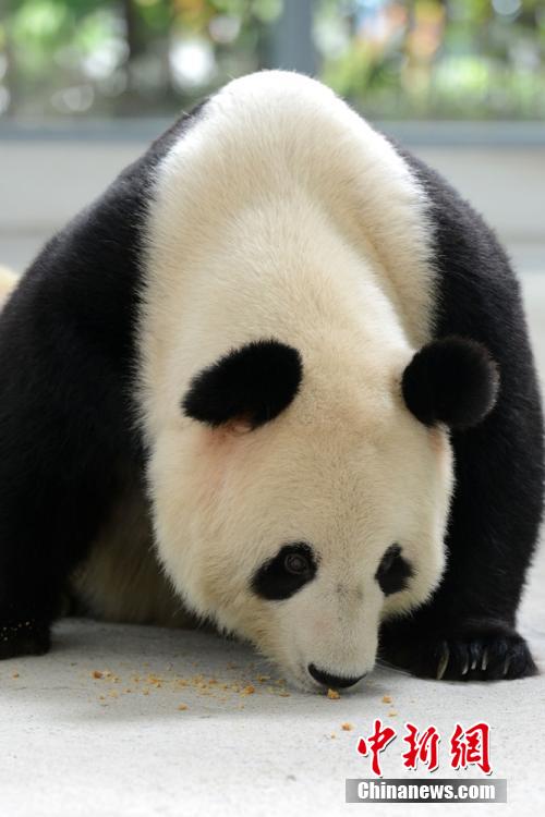 Deux pandas géants savourent leurs gateaux de lune
