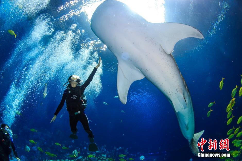 Des candidates du concours ? Miss China ? jouent avec des baleines sous la mer