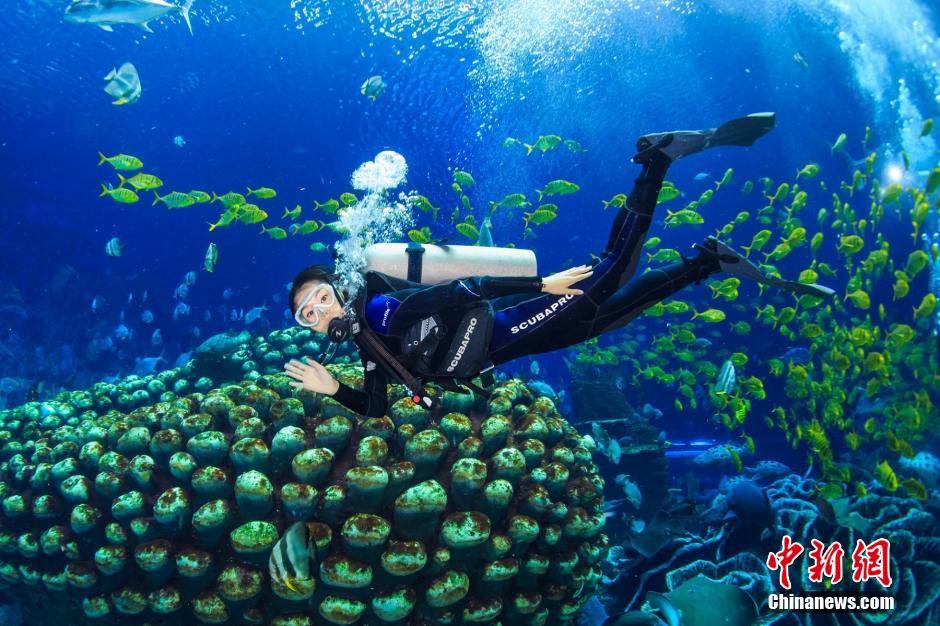 Des candidates du concours ? Miss China ? jouent avec des baleines sous la mer