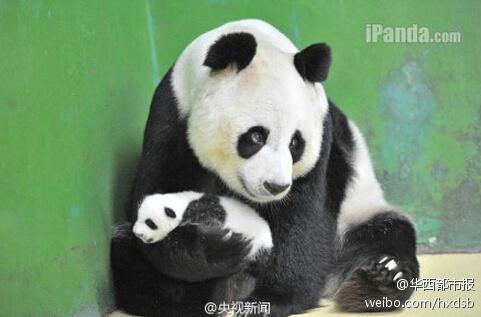 Guangzhou : Les triplés pandas en plein éveil