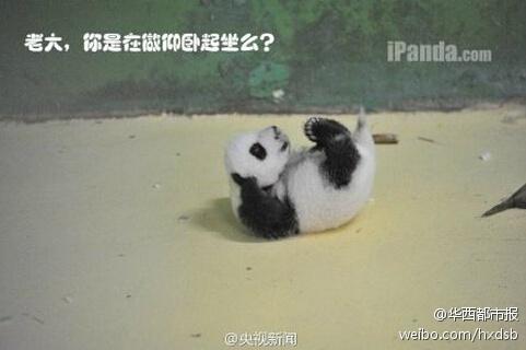 Guangzhou : Les triplés pandas en plein éveil