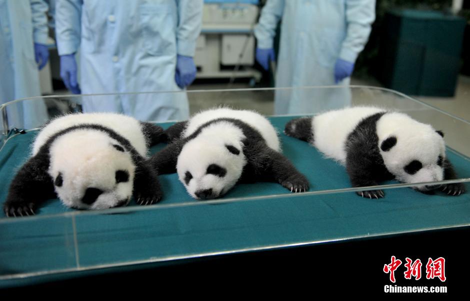 Guangzhou : Les triplés pandas en plein éveil
