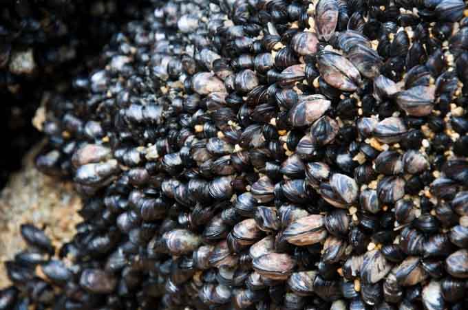 Des scientifiques créent un adhésif inspiré des protéines produites par les moules