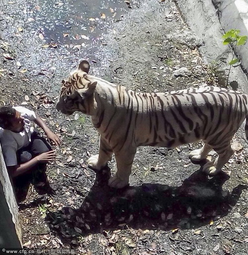 Un tigre blanc tue un visiteur au zoo de New Delhi