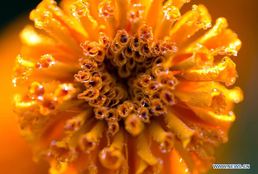Photo prise le 28 septembre 2014 montrant une fleur de tagète dans le site touristique Qianduo à Xinghua, dans la province du Jiangsu (est de la Chine)