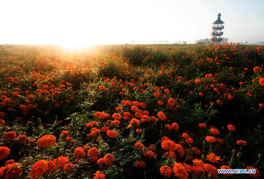 Photo prise le 28 septembre 2014 montrant un champs de tagète dans le site touristique Qianduo à Xinghua, dans la province du Jiangsu (est de la Chine)