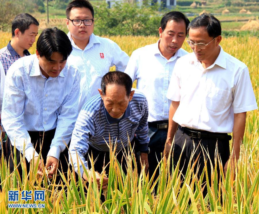 Chine : rendement record pour le riz hybride