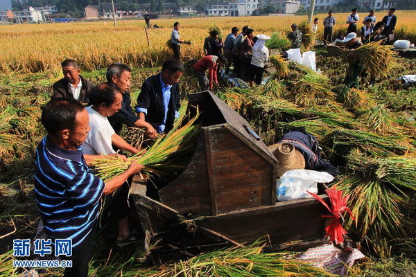 Chine : rendement record pour le riz hybride