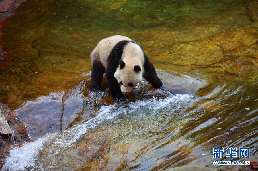 Un panda sauvage aper?u dans le Sud-ouest de la Province du Shaanxi