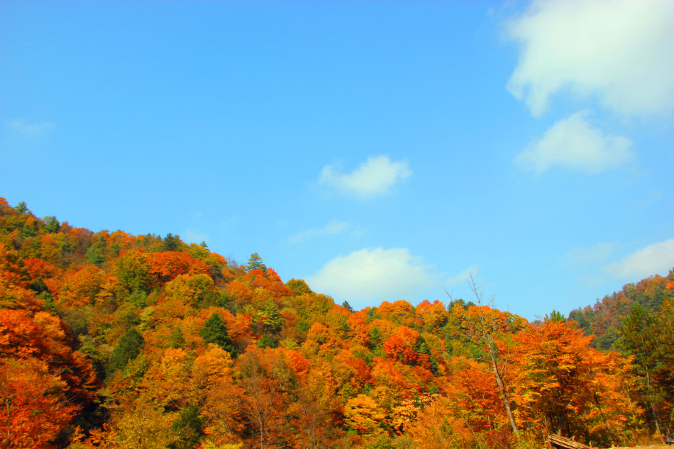 La splendeur des couleurs de l'automne à Liping