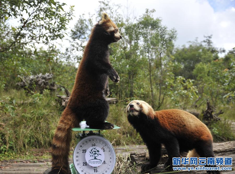 Les animaux sauvages et les examens physiques