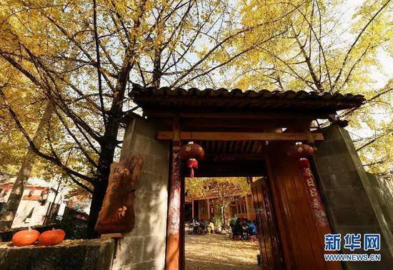 Une forêt de ginkgos dans le Yunnan