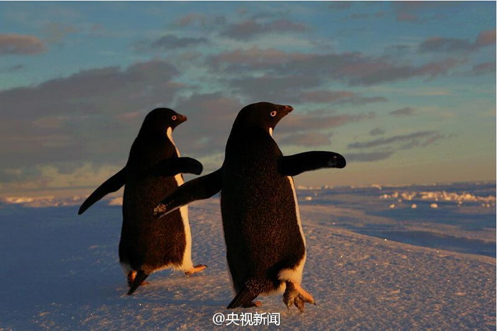Des pingouins saluent les chercheurs chinois