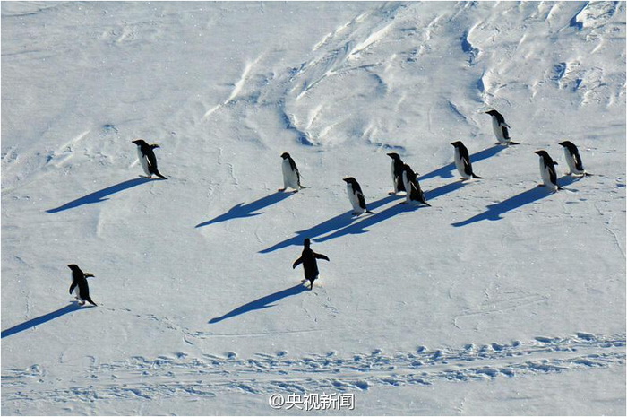 Des pingouins saluent les chercheurs chinois