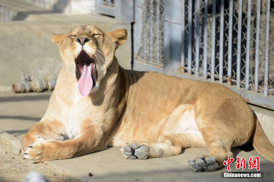 Des animaux profitent du soleil d’hiver