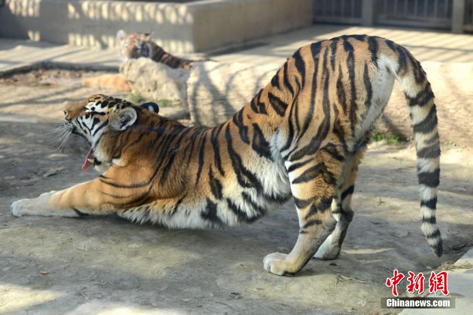 Des animaux profitent du soleil d’hiver