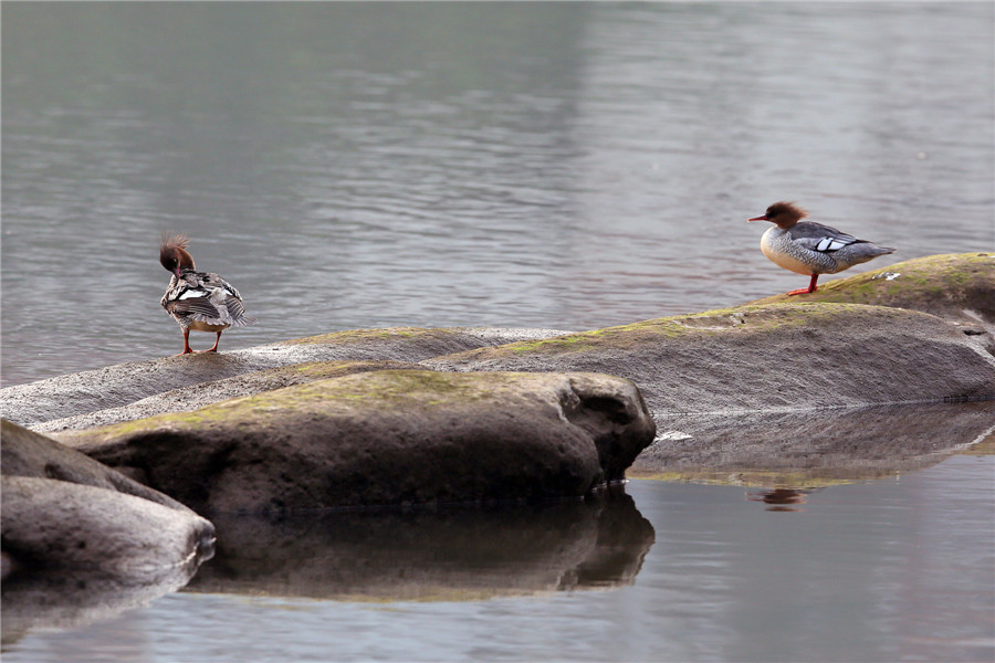 Des pandas géants des airs repérés en Chine