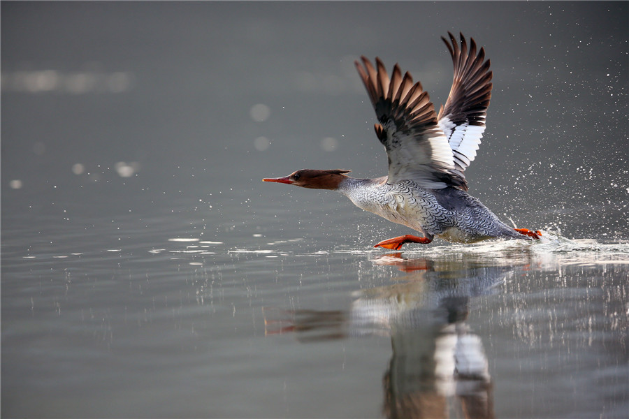 Des pandas géants des airs repérés en Chine