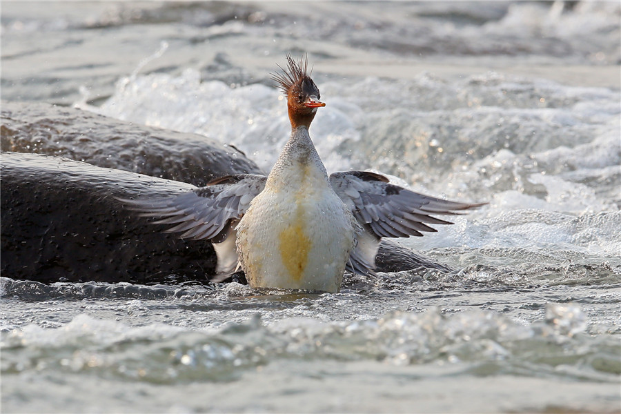 Des pandas géants des airs repérés en Chine