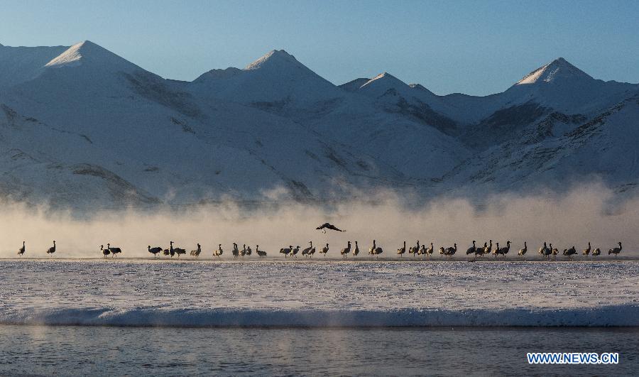 Grues à cou noir au Tibet