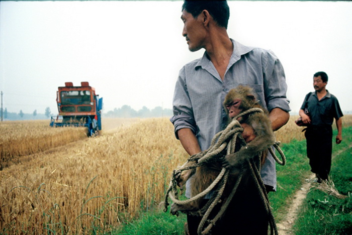 La vie des entra?neurs de singes 