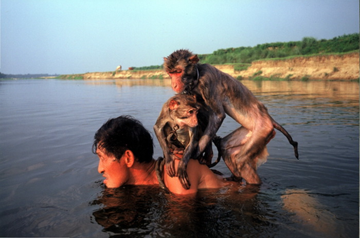 La vie des entra?neurs de singes 