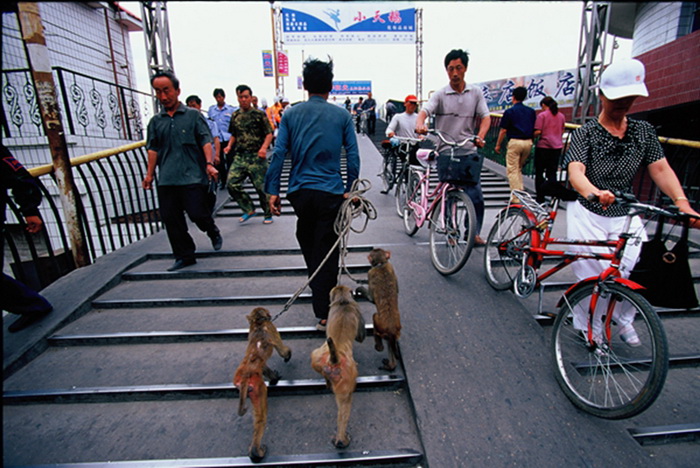 La vie des entra?neurs de singes 