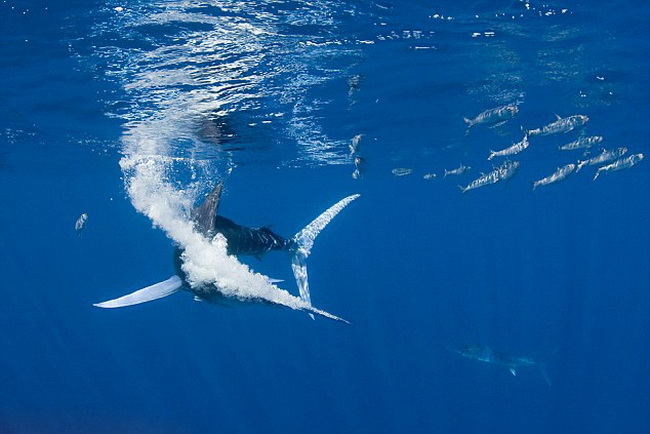 Des Marlins en chasse